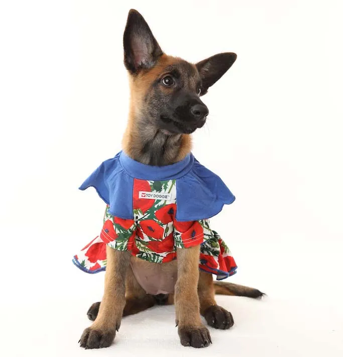 Amapola Pawty - Pet Dress